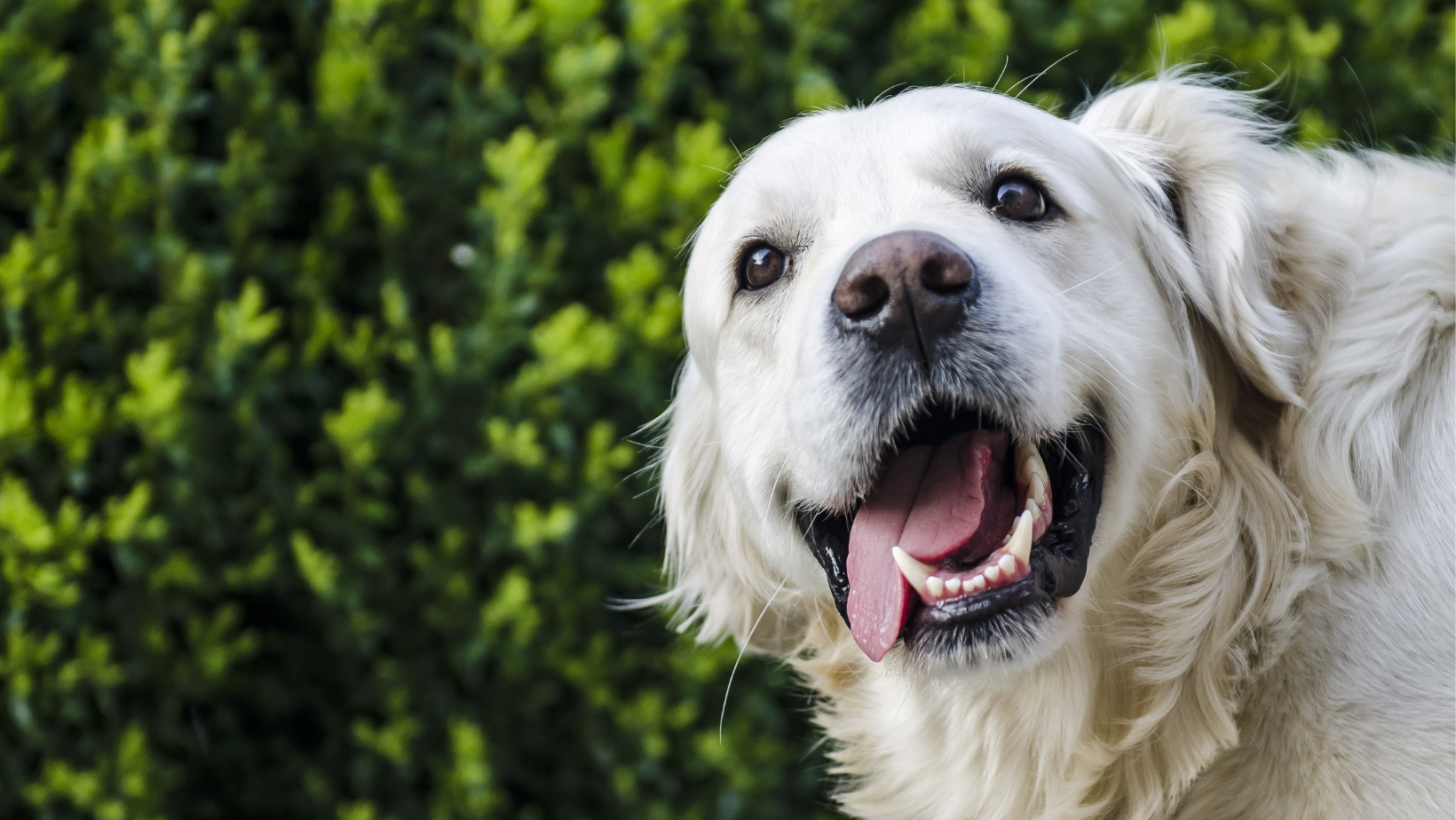5 foods to keep your dog’s gum and teeth healthy