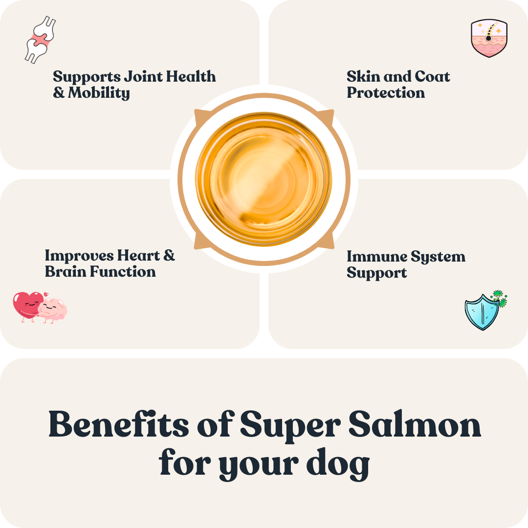 Super Salmon for Dogs