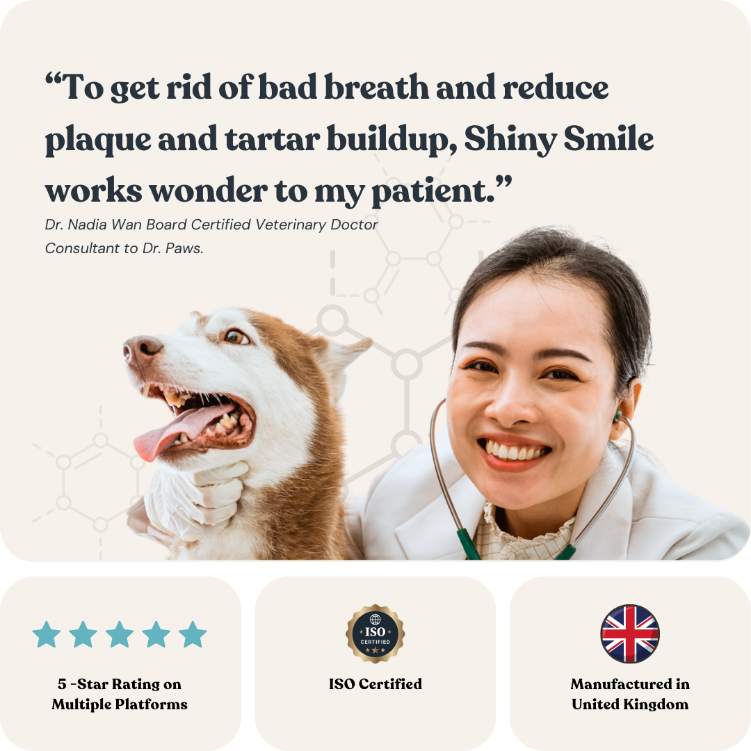 Dental Care for Dogs