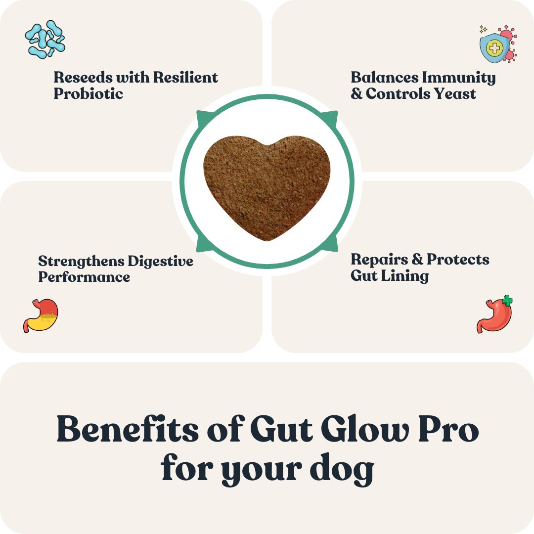 Gut Glow Pro for Dogs