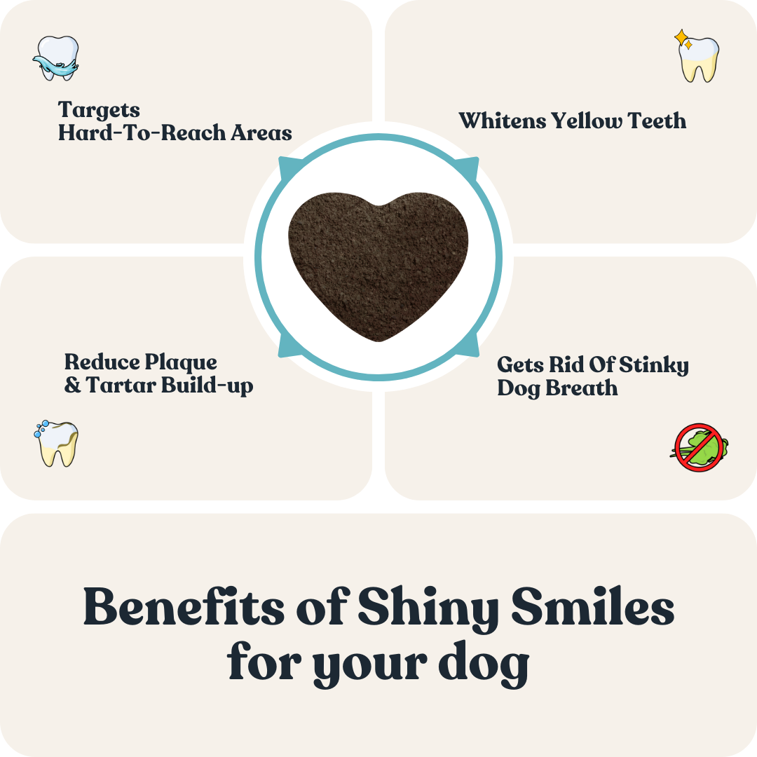 Dental Care for Dogs