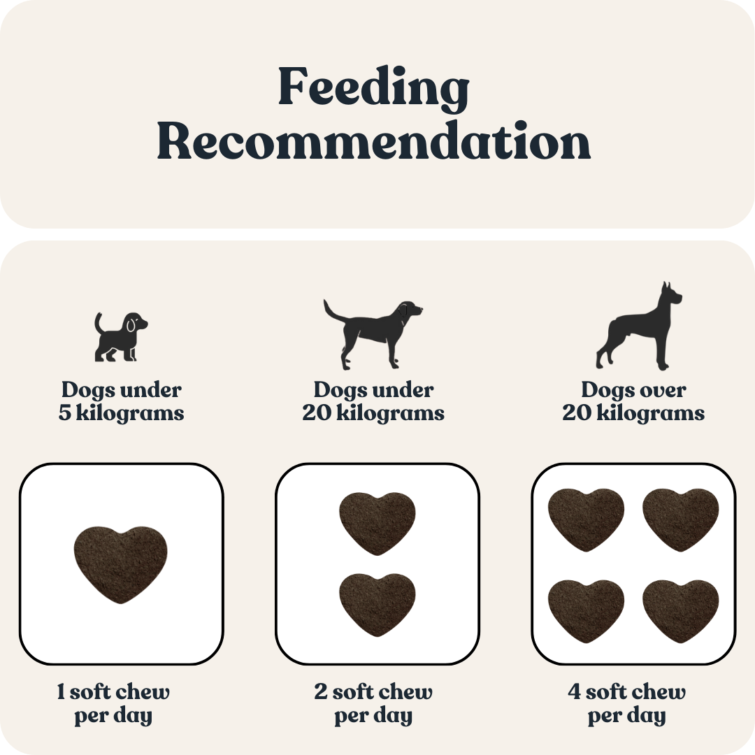 Dental Care for Dogs
