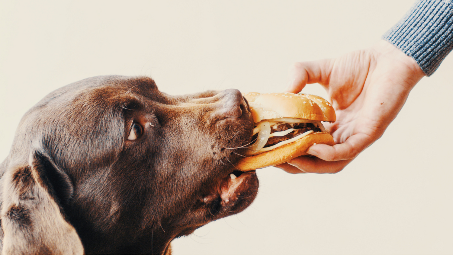 Foods you can and can't share to your dog