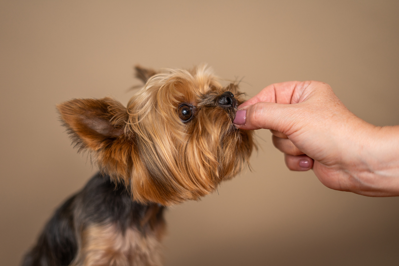 How To Choose The Best Supplement For Your Dog