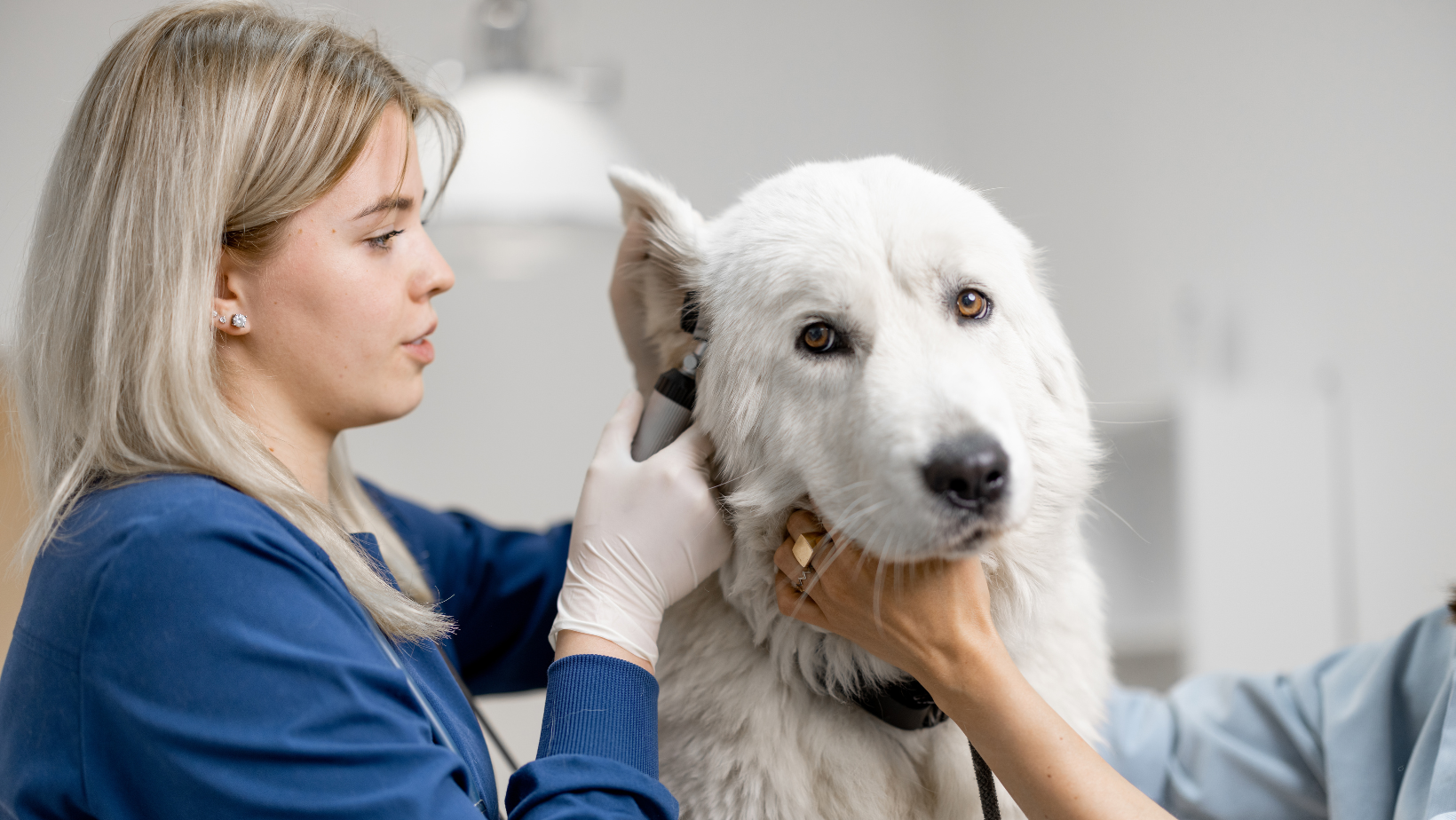 Home Remedies To Stop Your Dog's Ear Infection