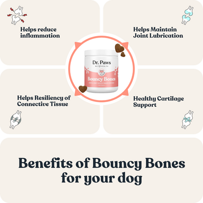 Senior Dog Boost Bundle