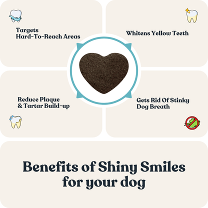 Dental Care for Dogs
