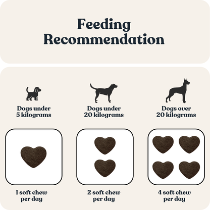 Dental Care for Dogs