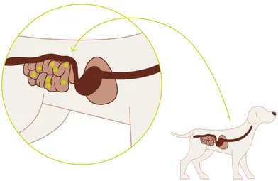 Pre- and probiotics: A powerful team for gut health